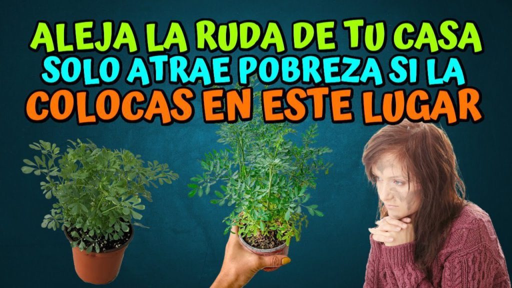 Qu Significa Que Te Regalen Una Planta De Ruda Vuelos A Euro